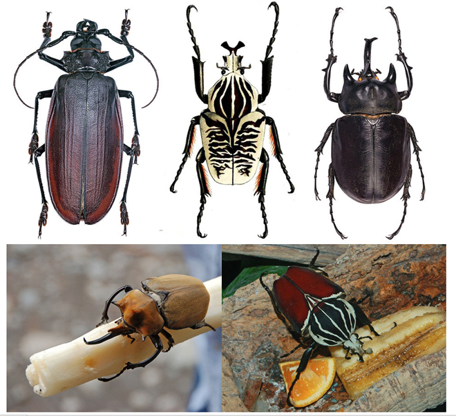 在最大的昆虫方面,冠非五种巨型圣甲虫莫属.