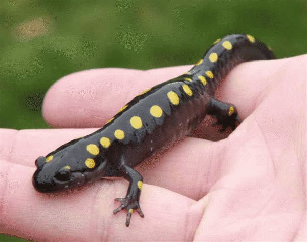 斑点钝口螈(spotted salamander )