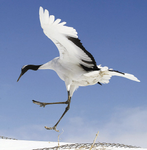 两个自然保护区的湿地渐渐增加着"肺活量",徜徉在其间的丹顶鹤和白鹤