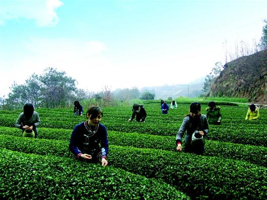 88亿茶叶出口购销协议,这标志着邓村绿茶正式融入世界,挺进全球本报