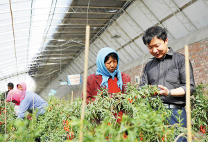 科研人员正在指导工人对不同品种的盆栽枸杞进行修剪.