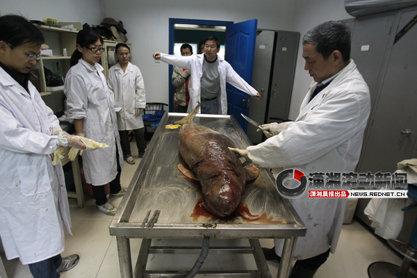 院武汉水生生物研究所的专家对昨日从岳阳运过来的江豚尸体进行解剖