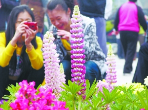 植物园首展鲁冰花(图)