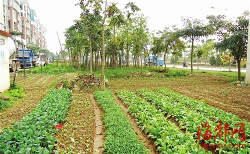 圈地种菜小区绿地成自留地(图)