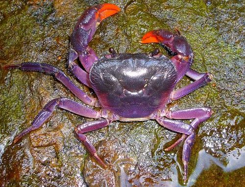 菲律宾岛屿现紫色螃蟹新物种