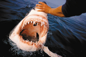哈特曼伸出手触摸一只大白鲨的鼻吻部.