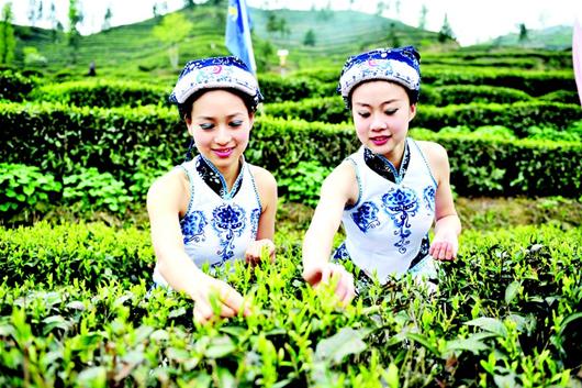 图文:宜昌举行首届中国名茶之乡邓村绿茶开园