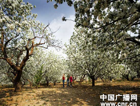 盛世海棠.和谐花乡-第五届中国.怀来海棠花节开幕(组图)