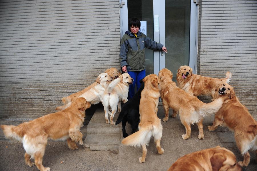 4月20日,大连导盲犬的训犬师王岩松和他训练的导盲犬
