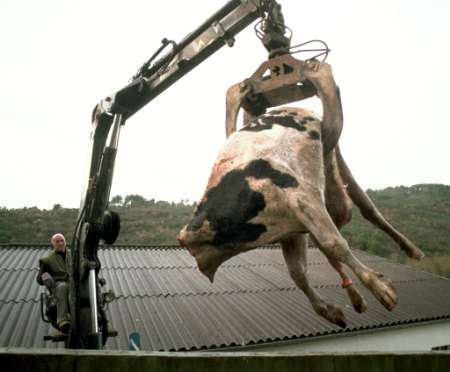起重机吊起一患疯牛病的死牛欲集中处理资料图片