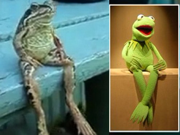 青蛙坐板凳姿势如人类 网友堪称其在等公车