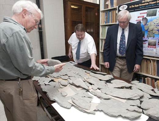 远古怪兽化石困惑专家 体长9英尺无法分辨身份