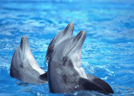 澳洲海豚岛牵手共游 情侣蜜月最佳候选地