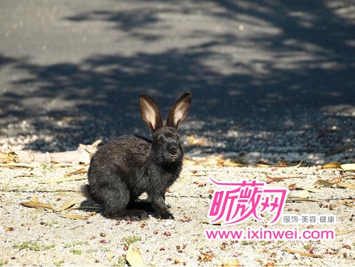 日本濑户内海的兔岛--大久野岛(组图)