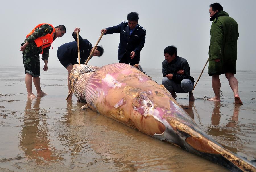 山东潍坊发现一头死亡鲸鱼(图)-搜狐滚动