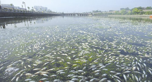 州护城河现大量死鱼 疑因天气突变水体污染所