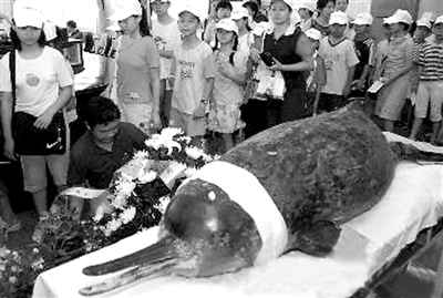 题图:白鳍豚已被专家宣布灭绝。 资料图片