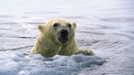 全球变暖让北极熊成为游泳马拉松运动员-搜狐