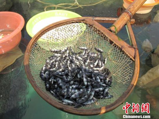 13万尾珍稀长江胭脂鱼在南京增殖放流(组图)