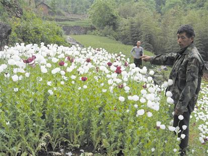 本报特约记者徐雁初 通讯员段吉雄   在大山深处非法种植罂粟3万余