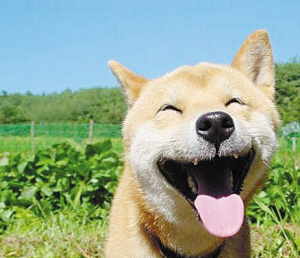 狗发出长长的很响的喘气声实际上就是狗的笑