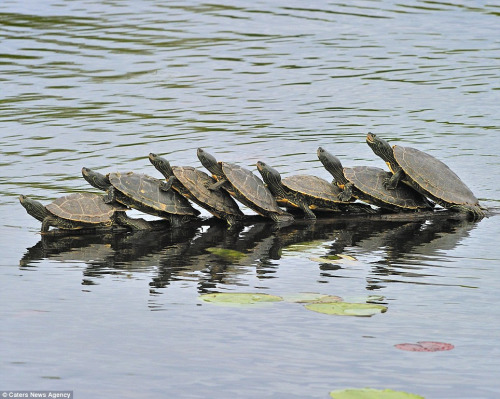 七隻小海龜“站”成一排似跳舞 實為曬太陽(圖)