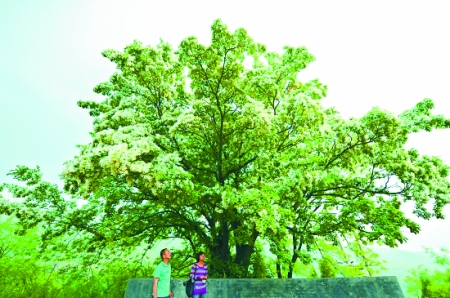焦作一颗古流苏树开花 已生长了800年(图)