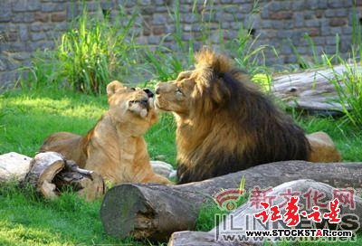 狮子的伴侣从3个至30个不等