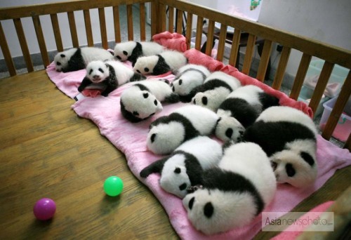 成都1岁大熊猫被世界500强公司认养 命名史丹
