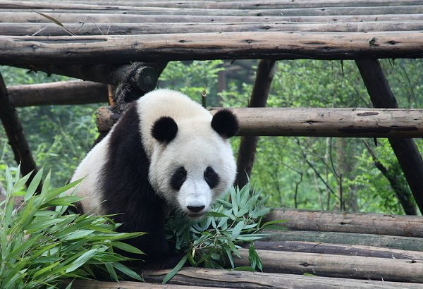 卧龙自然保护区 适合发烧友的熊猫观赏地