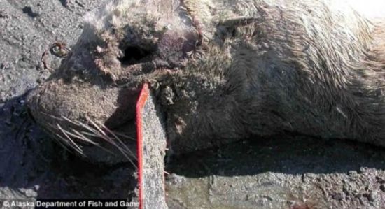海洋垃圾残害海豹海狮:橡胶带深陷肉里(组图)