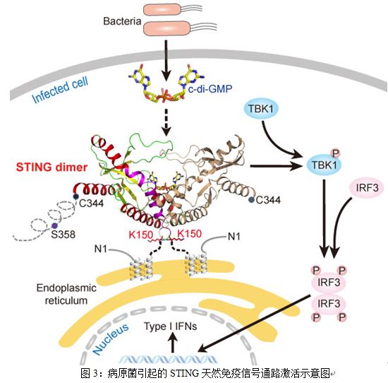 生物物理所等在STING蛋白结构与功能研究中取