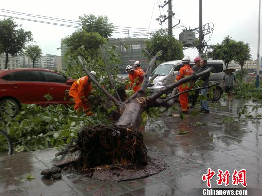 图为大树被连根拔起，消防人员正在裁切树枝，以恢复交通。熊苹摄