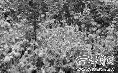 果园里的罂粟花随后被警方铲除 本报记者 赵航 摄