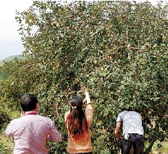 单株产油22斤 爷爷种的油茶树如今成了油茶王