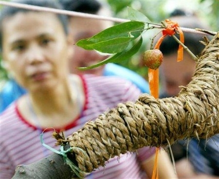 广东增城一棵400年的古荔枝树结出数十颗荔枝果，每颗售价达到55.5万元人民币。