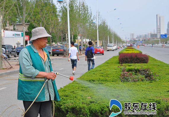 绿化成果,日前,烟台市莱山区城管局,莱山区园林处组织园林养护人员对