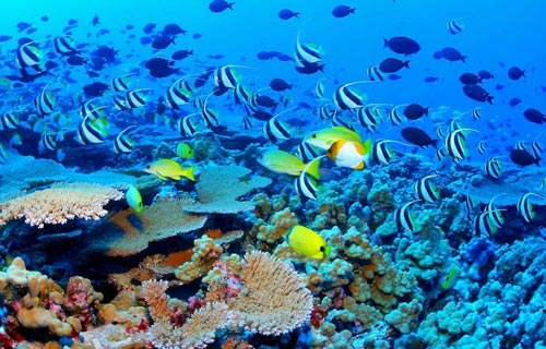 （The-Great-Barrier-Reef）大堡礁