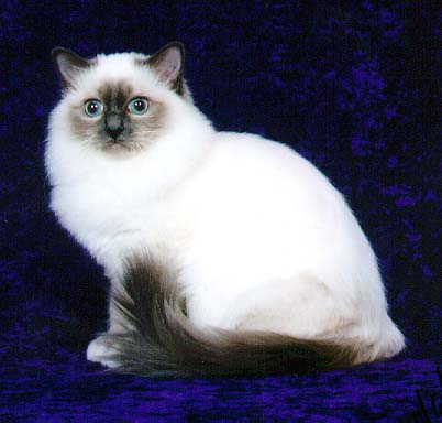 猫咪家族-缅甸圣猫:伯曼猫(组图)(1)_宠物家族