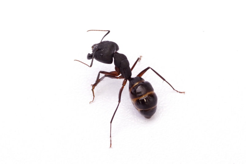 蚂蚁:1亿年物种进化之旅 曾与恐龙同时代(1)_兽