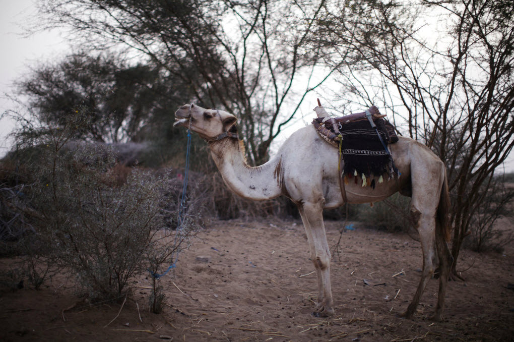 Bhaydar Muhammed Kubaisi 跳过三头骆驼。“跳骆驼”是特哈马地区独特的体育表演项目，可追溯到2000年以前。参加“跳骆驼”的村民常年接受训练。