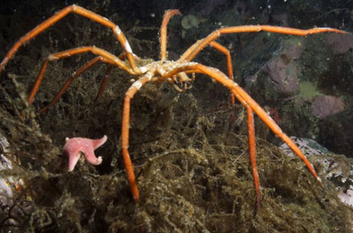 南极五大奇特生物:霍夫螃蟹和防冻剂冰鱼-搜