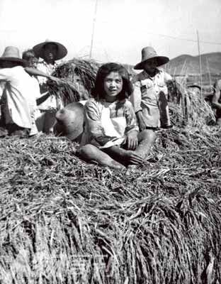 1958年9月，安徽繁昌，女孩坐在稻穗上。当时报道称：五亿农民创造了惊人的奇迹，粮食每亩单位产量出现了古今中外没有的纪录。坐在密铺的稻穗上，就像坐在厚厚的地毯上一样