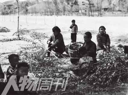 1960年，河北阜平史家寨公社张龙凹大队，农民摘食树叶充饥