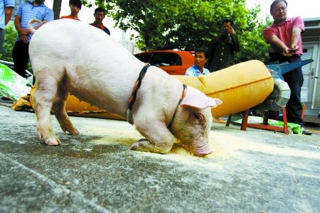 农民牵猪上街讨要欠款 称卖玉米款5年没要回(图)