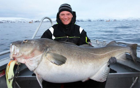 欧洲海域捕获巨型鳕鱼 长1.45米重42公斤(图)