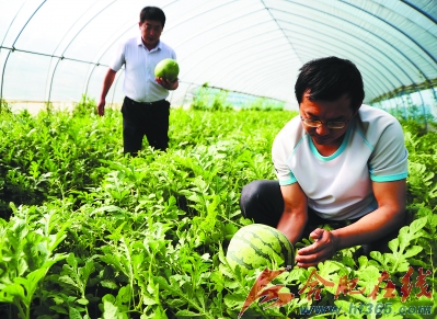 黄瓤小西瓜 好吃种植难(图)