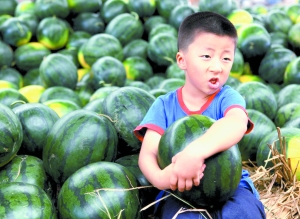 诚信干果十周年重庆首届水果摄影大赛(图)