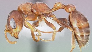 鸣音合欢树蚁:蜇咬指数1.8