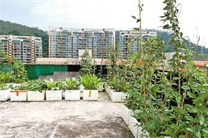 有居民在屋顶上种菜.